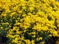 Preview: Gelbes Steinkraut ( Alyssum montanum Berggold) im Container